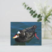 Carte Postale Beau Surf Scoter Duck au bord de la jetée (Debout devant)