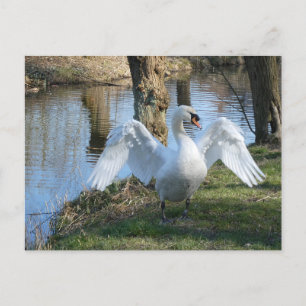 Carte Postale Beau Swan, Diffusion des ailes do-it-yourself Cart