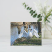 Carte Postale Beau Swan, Diffusion des ailes do-it-yourself Cart (Debout devant)