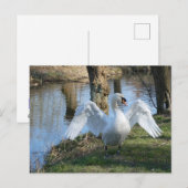 Carte Postale Beau Swan, Diffusion des ailes do-it-yourself Cart (Devant / Derrière)