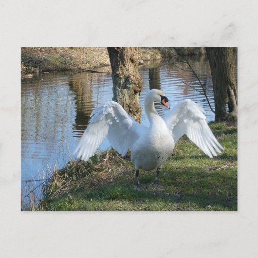 Carte Postale Beau Swan, Diffusion des ailes do-it-yourself Cart (Devant)