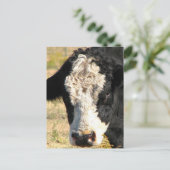 Carte Postale Beau taureau (Debout devant)