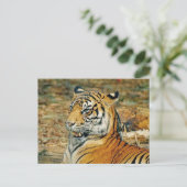 Carte Postale Beau tigre (Debout devant)
