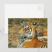 Carte Postale Beau tigre (Devant / Derrière)