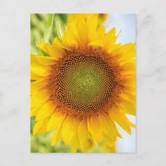 Carte Postale Beau Tournesol avec citation d'Helen Keller