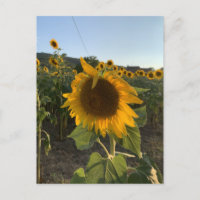 Beau tournesol dans le soleil d'été