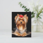 Carte Postale Beau Yorkshire Terrier (Debout devant)