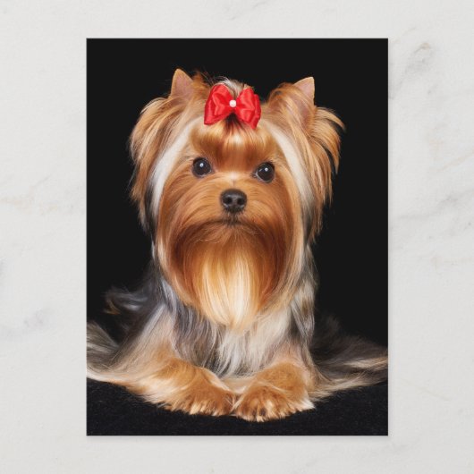 Carte Postale Beau Yorkshire Terrier (Devant)