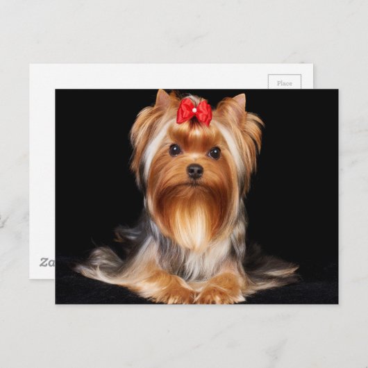 Carte Postale Beau Yorkshire Terrier (Devant / Derrière)