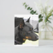 Carte postale Beauceron (Debout devant)