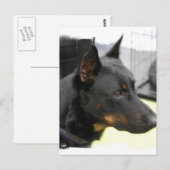 Carte postale Beauceron (Devant / Derrière)