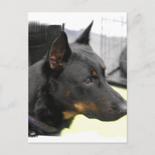 Carte postale Beauceron (Devant)