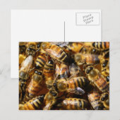 Carte Postale Beaucoup d'abeilles de miel (Devant / Derrière)