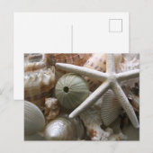 Carte Postale Beaucoup de coquillages Imprimer (Devant / Derrière)