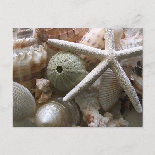 Carte Postale Beaucoup de coquillages Imprimer (Devant)