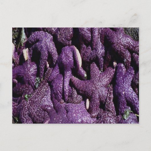 Carte postale Beaucoup de poisson-Starfish violet (Devant)