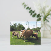 Carte Postale Beaucoup de vaches et quelques petites taureaux (Debout devant)