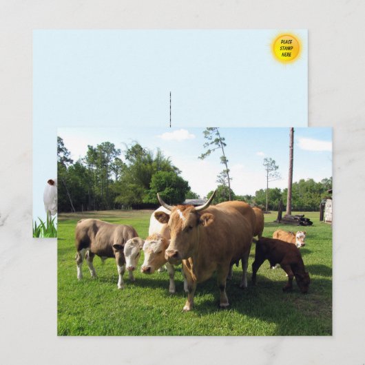 Carte Postale Beaucoup de vaches et quelques petites taureaux (Devant / Derrière)