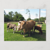 Carte Postale Beaucoup de vaches et quelques petites taureaux (Devant)