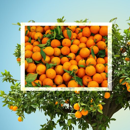 Carte Postale Beaucoup d'oranges