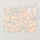 Carte Postale Beaucoup d'oranges (Dos)