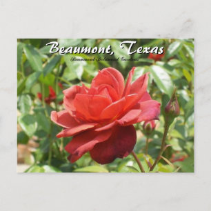 Carte Postale Beaumont, Texas Botanical Garden Roses