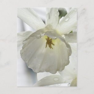 Carte Postale Beauté blanche sous la pluie