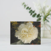Carte postale Beauté Carnation blanche (Debout devant)