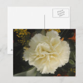 Carte postale Beauté Carnation blanche (Devant / Derrière)