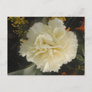 Carte postale Beauté Carnation blanche
