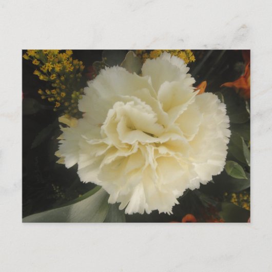 Carte postale Beauté Carnation blanche (Devant)