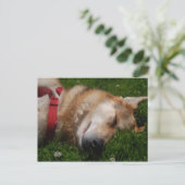 Carte postale Beauté Chiot Sleepy (Debout devant)