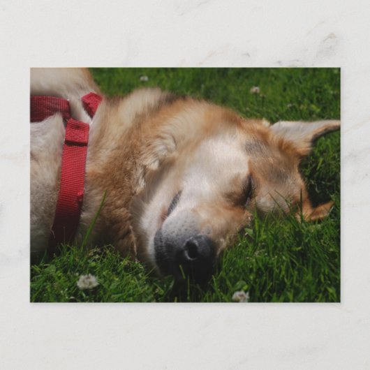 Carte postale Beauté Chiot Sleepy (Devant)