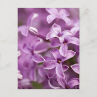 Beauté dans la nature - Purple Lilac