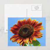 Carte Postale Beauté d'automne tournesol (Devant / Derrière)