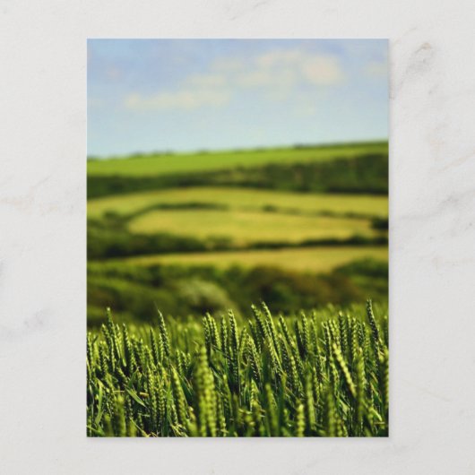 Carte Postale Beauté de la vie (Devant)