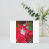Carte Postale Beauté délicate : Fleur rouge avec plumes blanches (Debout devant)