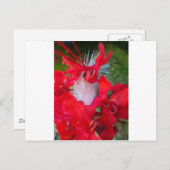Carte Postale Beauté délicate : Fleur rouge avec plumes blanches (Devant / Derrière)