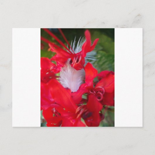 Carte Postale Beauté délicate : Fleur rouge avec plumes blanches (Devant)