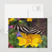 Carte Postale Beauté des papillons Zebra (Devant / Derrière)