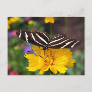 Carte Postale Beauté des papillons Zebra