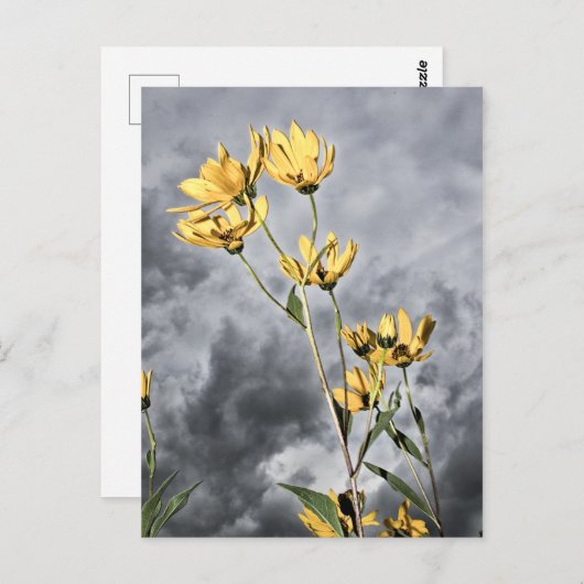 Carte Postale Beauté des Prairies (Devant / Derrière)