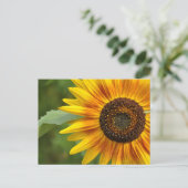 Carte Postale Beauté des tournesols (Debout devant)