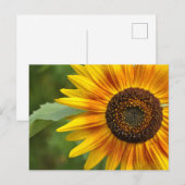 Carte Postale Beauté des tournesols (Devant / Derrière)