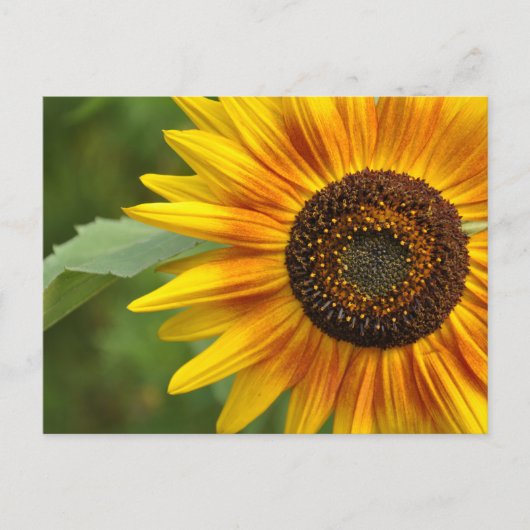 Carte Postale Beauté des tournesols (Devant)