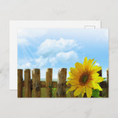 Carte Postale Beauté des tournesols (Devant / Derrière)