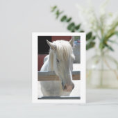 Carte Postale Beauté du cheval blanc (Debout devant)