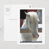 Carte Postale Beauté du cheval blanc (Devant / Derrière)