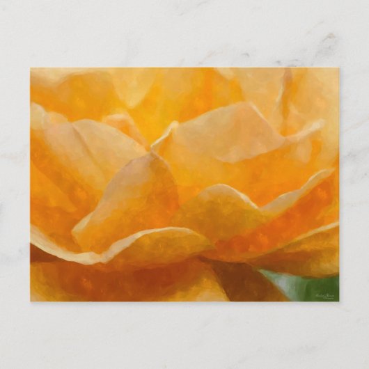 Carte Postale Beauté D'Un Rose (Devant)