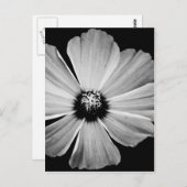 Carte Postale Beauté en noir et blanc (Devant / Derrière)